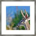 An Young Mule Deer Framed Print