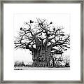 Ancient Baobab Framed Print