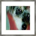 And This Is Sparky 15 Framed Print