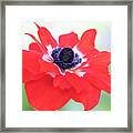 Anemone Coronaria Saint Bridgid Framed Print