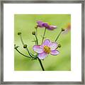 Anemone Flowers Ii Framed Print