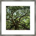 Angel Oak Framed Print