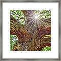 Angel Oak Tree Star Sc Framed Print
