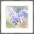 Pastel Lilac Framed Print