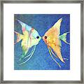Angelfish Kissing On Blue Framed Print