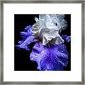 Angelic Iris Framed Print