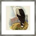 Angola Vulture - Gyphierax Angolensis Framed Print