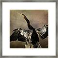 Anhinga Portrait Framed Print