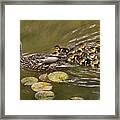 Animal - Ducks - Swim Like A Duck Framed Print