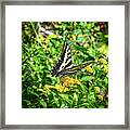 Anise Swallowtail Butterfly On A Yellow Lantana Flower Framed Print