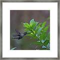 Anna's Hummingbird Framed Print