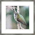 Anna's Hummingbird On Branch Framed Print