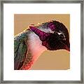 Anna's Hummingbird Purple Throat Feathers Framed Print