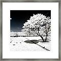 Another Look - White Tree Framed Print
