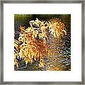 Another Reminder Of Autumn Framed Print