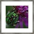 Ant And Thistle Framed Print