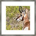 Antelope 3 Framed Print