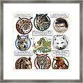 Apex Predators Of Europe Framed Print