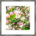 Apple Blossoms Framed Print