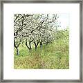 Apple Orchard Framed Print