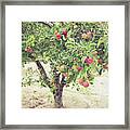Apple Tree Framed Print