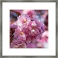 April Cherry Blossoms Framed Print