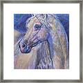 Arab Stallion Horse Framed Print