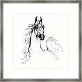 Arabian Horse Drawing 2009  Xx Framed Print