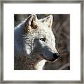 Arctic Wolf - Portrait Framed Print