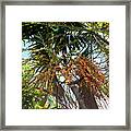 Areca Palm Fruits Framed Print
