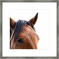 Arlo - Horse Art Framed Print