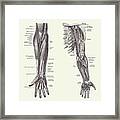 Arm And Hand Diagram - Dual View - Vintage Anatomy 2 Framed Print