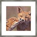 Army Of Cuteness - Fox Kits Framed Print