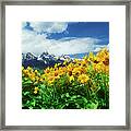 Arrowleaf Balsamroot Grand Tetons National Park Wyoming Framed Print