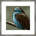 Art - Little Bird Framed Print