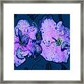 Art Of The Violets Framed Print