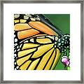 Art - Wonderful Butterfly Framed Print