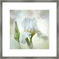 Artistic White Iris Framed Print