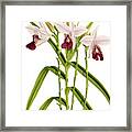 Arundina Bambusaefolia Orchid Framed Print
