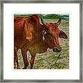 Asian Cow Portrait Framed Print