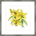 Asian Lilies Framed Print