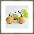 Asian Pears Framed Print