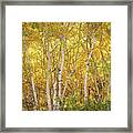 Aspen Glow Framed Print