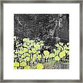 Aspen Grove At Night Framed Print