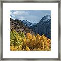 Aspen Trees In Autumn Framed Print