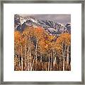 Aspen Trees With Autumn Colours, Grand Teton National Park, Wyoming Usa Framed Print
