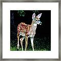 At The Edge Of The Forest Framed Print