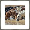 At The Water Hole Framed Print