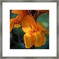 August Canna Number Two Framed Print