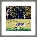 Australian Bush Kangaroo Framed Print